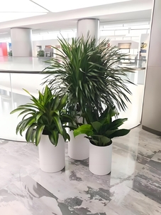 专业花卉租摆在杭州湾，点亮生活之美